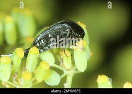 Attēlu rezultāti vaicājumam “Mordella sp.”