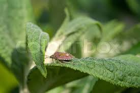 Attēlu rezultāti vaicājumam “Dolycoris baccarum”