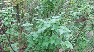 Attēlu rezultāti vaicājumam “Urtica dioica fruit”