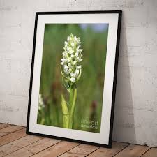 Attēlu rezultāti vaicājumam “Dactylorhiza ochroleuca flower”