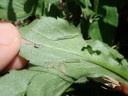 Attēlu rezultāti vaicājumam “Anania funebris”