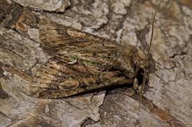 Attēlu rezultāti vaicājumam “Allophyes oxyacanthae”