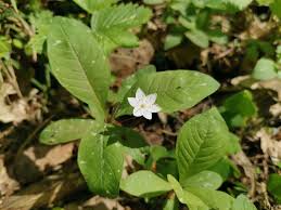Attēlu rezultāti vaicājumam “Trientalis europaea leaf”