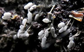 Attēlu rezultāti vaicājumam “Arcyria, Heterotrichia sp.”