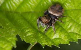 Attēlu rezultāti vaicājumam “Evarcha falcata female”