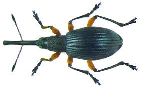 Attēlu rezultāti vaicājumam “Apionidae”