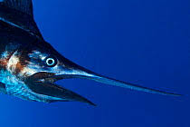 Image result for Makaira mazara