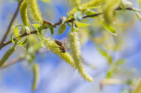 Attēlu rezultāti vaicājumam “Salix myrsinifolia male flower”