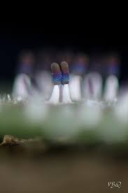 Attēlu rezultāti vaicājumam “Diachea subsessilis young”