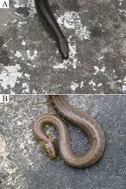 Attēlu rezultāti vaicājumam “Anguis fragilis”