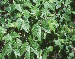 Attēlu rezultāti vaicājumam “Ampelopsis glandulosa var. brevipedunculata”