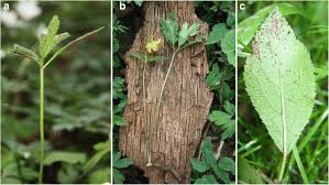 Attēlu rezultāti vaicājumam “Tranzschelia pruni-spinosae spores”