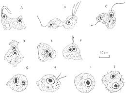 Attēlu rezultāti vaicājumam “Stemonitis herbatica spores”