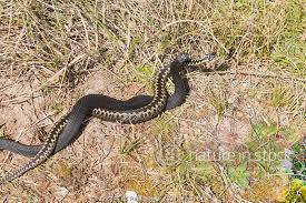Attēlu rezultāti vaicājumam “Vipera berus adult”