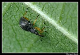 Attēlu rezultāti vaicājumam “Protapion sp.”