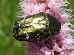 Attēlu rezultāti vaicājumam “Potosia cuprea imago”