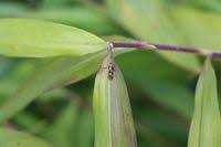 Attēlu rezultāti vaicājumam “Scythrididae”