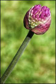 Attēlu rezultāti vaicājumam “Allium holandicum bud”
