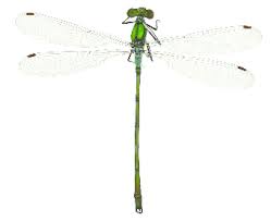 Attēlu rezultāti vaicājumam “Lestes sponsa”