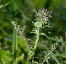 Attēlu rezultāti vaicājumam “Phacelia tanacetifolia leaf”