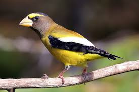 Image result for Hesperiphona vespertina