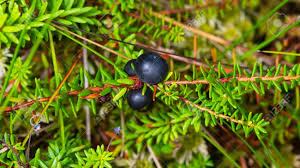 Attēlu rezultāti vaicājumam “Empetrum nigrum fruit”