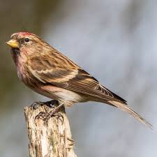 Attēlu rezultāti vaicājumam “Carduelis flammea”