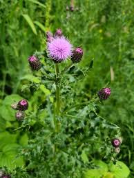 Attēlu rezultāti vaicājumam “Cirsium arvense flower”