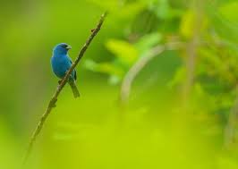 Image result for Passerina cyanea