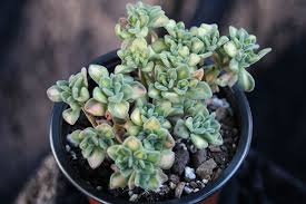 Image result for Aichryson