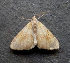 Attēlu rezultāti vaicājumam “Argyresthia albistria”