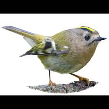 Attēlu rezultāti vaicājumam “Regulus regulus”