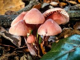 Attēlu rezultāti vaicājumam “Mycena haematopus”