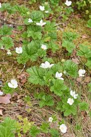 Attēlu rezultāti vaicājumam “Rubus chamaemorus flower”