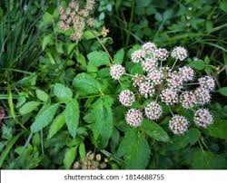Attēlu rezultāti vaicājumam “Angelica sylvestris leaf”