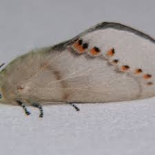 Attēlu rezultāti vaicājumam “Platyptilia sp.”