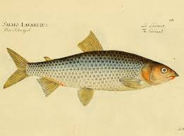 Image result for Coregonus lavaretus