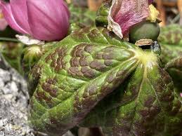 Attēlu rezultāti vaicājumam “Podophyllum hexandrum”