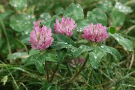 Attēlu rezultāti vaicājumam “Trifolium pratense leaf”