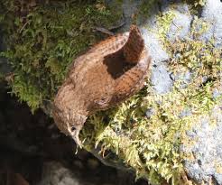 Attēlu rezultāti vaicājumam “Troglodytes troglodytes nest”