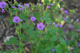 Attēlu rezultāti vaicājumam “Geranium pyrenaicum flower”