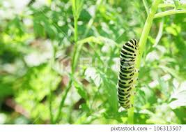 Attēlu rezultāti vaicājumam “Papilio machaon larva”