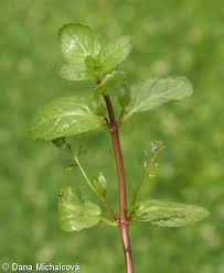 Attēlu rezultāti vaicājumam “Veronica beccabunga bud”