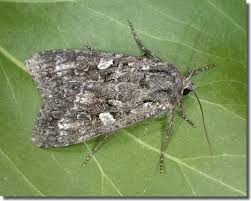 Attēlu rezultāti vaicājumam “Eurois occulta”