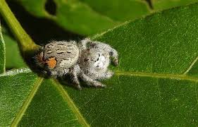 Attēlu rezultāti vaicājumam “Xanthogramma sp.”
