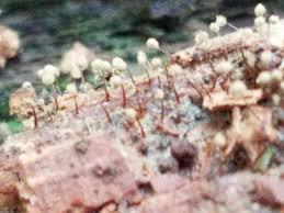 Attēlu rezultāti vaicājumam “Cribraria sp.”