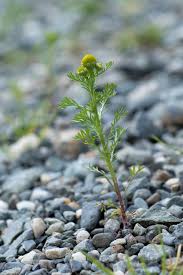 Attēlu rezultāti vaicājumam “Matricaria discoidea”