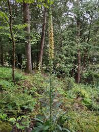 Image result for Digitalis ferruginea