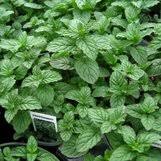 Image result for Menta x piperita