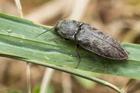 Attēlu rezultāti vaicājumam “Prosternon tessellatum”